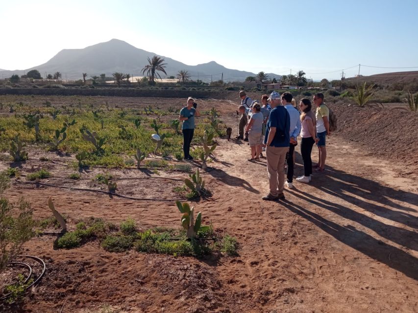 1 fuerteventura tapas and local life guided tour Fuerteventura: Tapas and Local Life Guided Tour