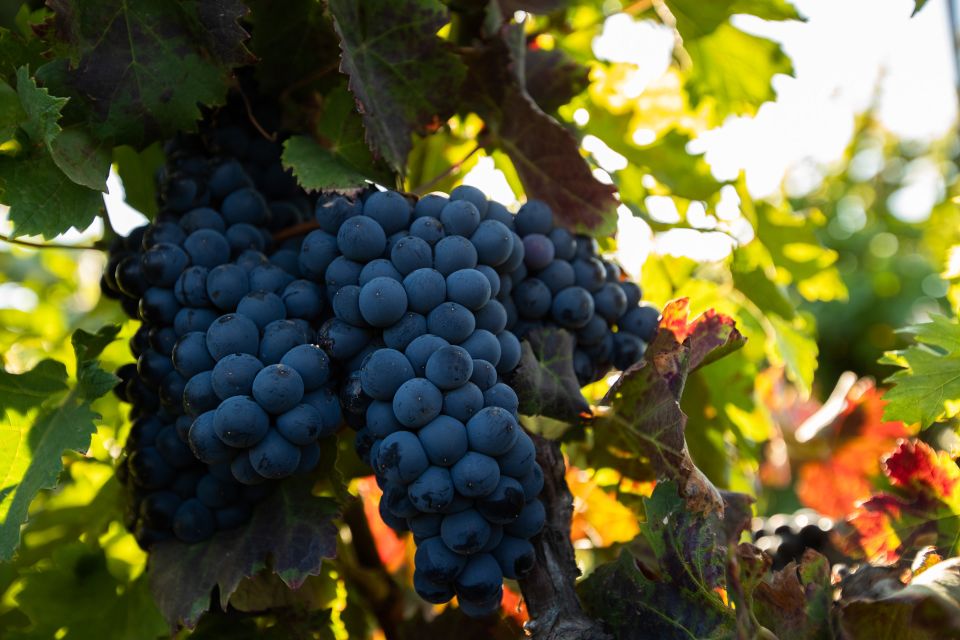 Fuerteventura: Tour of Bodega Conatvs Vineyard With Tasting