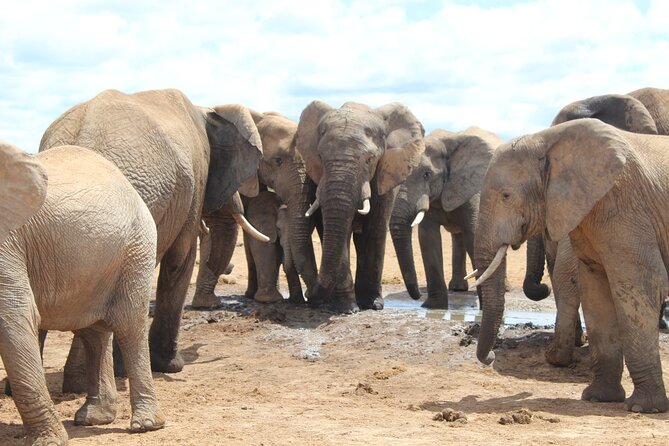 Full Day Addo Elephant National Park Safari