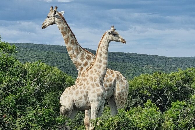 Full-Day Addo Elephant Park & Giraffe Walk Safari