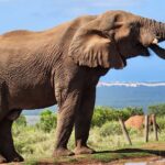 1 full day addo park tours and safari in south africa Full Day Addo Park Tours and Safari in South Africa