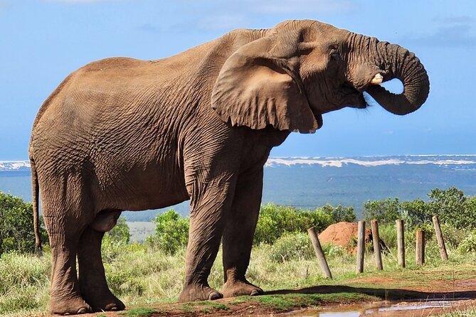 Full Day Addo Park Tours and Safari in South Africa