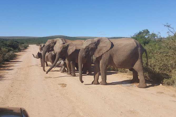 1 full day big 5 addo elephant park and schotia combo package Full Day Big 5 Addo Elephant Park and Schotia Combo Package