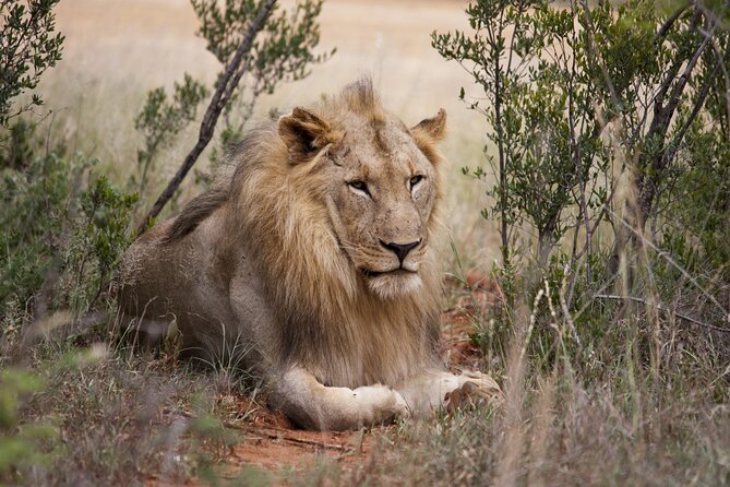 Full Day Big 5 Aquila Safari Private Transfers Including Park Fee From Cape Town