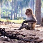 1 full day can gio monkey island excursion from ho chi minh city FULL-DAY CAN GIO - MONKEY ISLAND EXCURSION From HO CHI MINH CITY