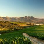 1 full day cape winelands tour 2 Full-Day Cape Winelands Tour