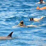 1 full day dolphin house snorkeling and swimming with dolphins trip in hurghada Full Day Dolphin House Snorkeling and Swimming With Dolphins Trip in Hurghada