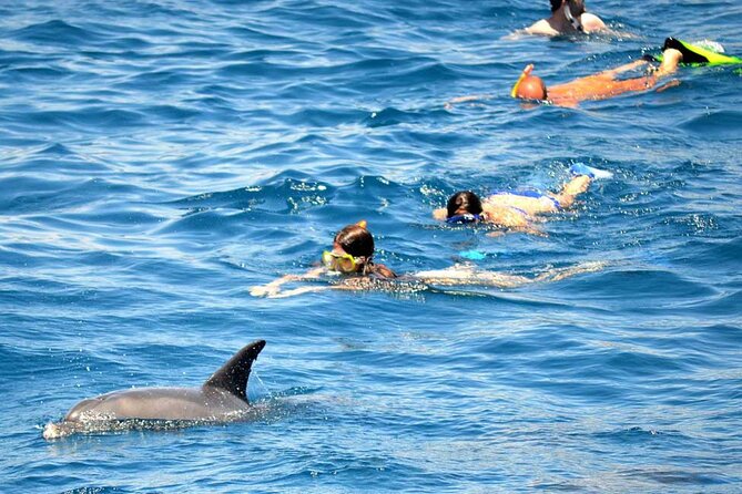 1 full day dolphin house snorkeling and swimming with dolphins trip in hurghada Full Day Dolphin House Snorkeling and Swimming With Dolphins Trip in Hurghada