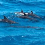 1 full day experience with dolphins and snorkeling in red sea Full-Day Experience With Dolphins and Snorkeling in Red Sea