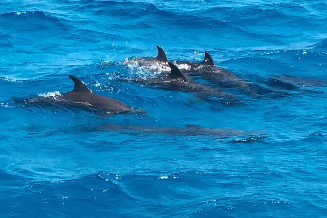 1 full day experience with dolphins and snorkeling in red sea Full-Day Experience With Dolphins and Snorkeling in Red Sea