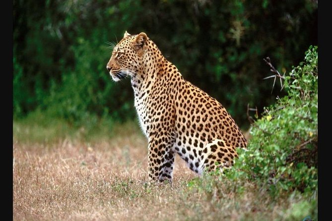 Full Day – Hluhluwe Imfolozi Game Reserve 1 Day Tour From Durban