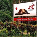 1 full day jaguar rescue center and cahuita national park tour Full-Day Jaguar Rescue Center and Cahuita National Park Tour