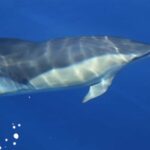 1 full day looking for dolphin house sea trip with lunch hurghada Full Day Looking for Dolphin House Sea Trip With Lunch - Hurghada