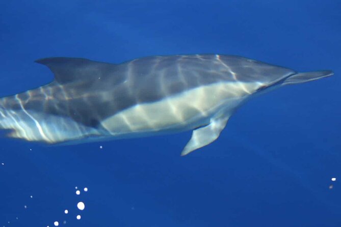 Full Day Looking for Dolphin House Sea Trip With Lunch – Hurghada