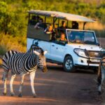 1 full day pilanesberg safari adventure Full Day Pilanesberg Safari Adventure
