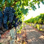 1 full day private istria wine tour experience from porec Full-Day Private Istria Wine Tour Experience From Porec