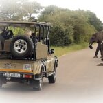 1 full day private kruger park safari Full Day Private Kruger Park Safari