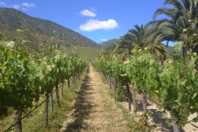 Full Day Private Wine Tour Casablanca Valley From Santiago