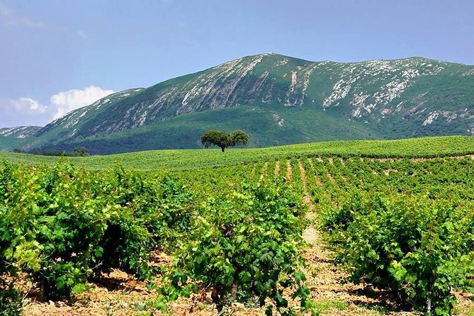 Full Day Private Wine Tour in Arrabida