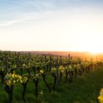 1 full day private wine tour to 3 wineries in mallorca Full-Day Private Wine Tour to 3 Wineries in Mallorca