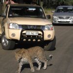 1 full day safari shared tour at kruger national park Full Day Safari Shared Tour at Kruger National Park