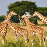 1 full day safari to tala game reserve phezulu safari park and natal from durban Full-Day Safari to Tala Game Reserve, Phezulu Safari Park and Natal From Durban