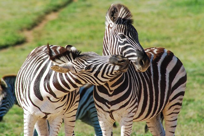 Full Day Safari Tour In Addo Elephant National Park