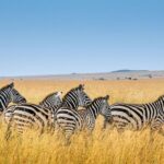 1 full day tala game reserve natal lion park and phezulu fr durban Full-Day Tala Game Reserve, Natal Lion Park and Phezulu Fr Durban