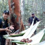 1 full day tour jaguar jungle survival amazon rainforest from manaus FULL DAY TOUR - Jaguar Jungle Survival - Amazon Rainforest - From Manaus