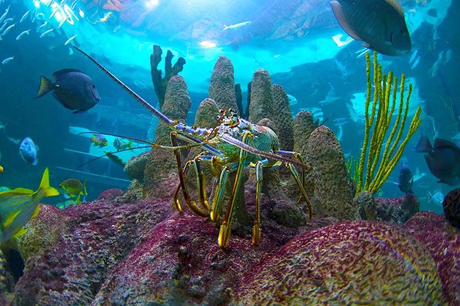 1 full day tour of florida keys including aquarium encounters from key west Full-Day Tour of Florida Keys Including Aquarium Encounters From Key West