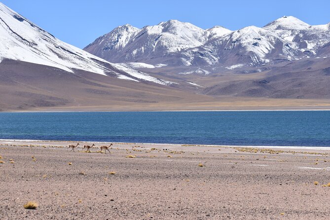 Full Day Tour Piedras Rojas Altiplanic Lagoons Chaxa Lagoon