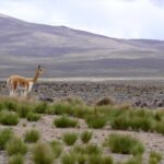 1 full day tour to colca canyon from arequipa Full Day Tour to Colca Canyon From Arequipa