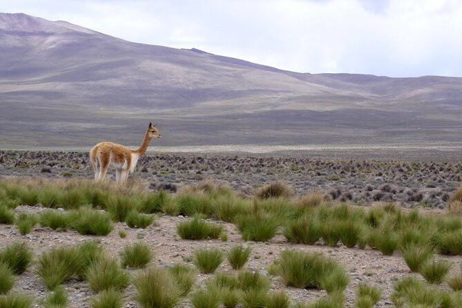 Full Day Tour to Colca Canyon From Arequipa