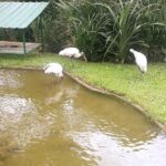 1 full day tour with waterfalls and zoo visit in anton valley panama city Full-Day Tour With Waterfalls and Zoo Visit in Anton Valley - Panama City