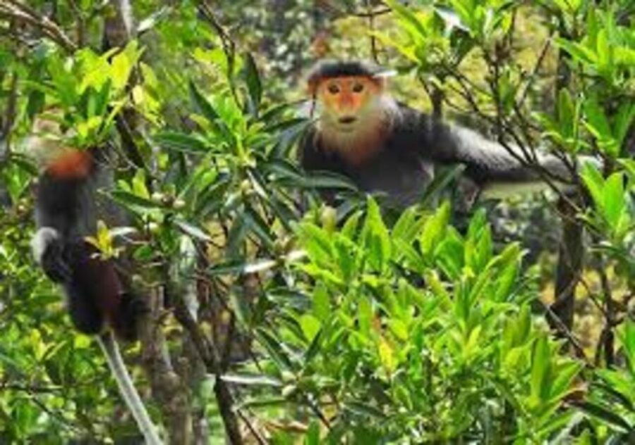 Full-Day Trekking Tour Bach Ma National Park From Hue City