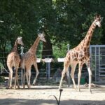 1 gdansk oliwa zoo with private transport and tickets Gdansk: Oliwa Zoo With Private Transport and Tickets