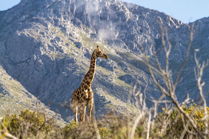 Giraffe Walk