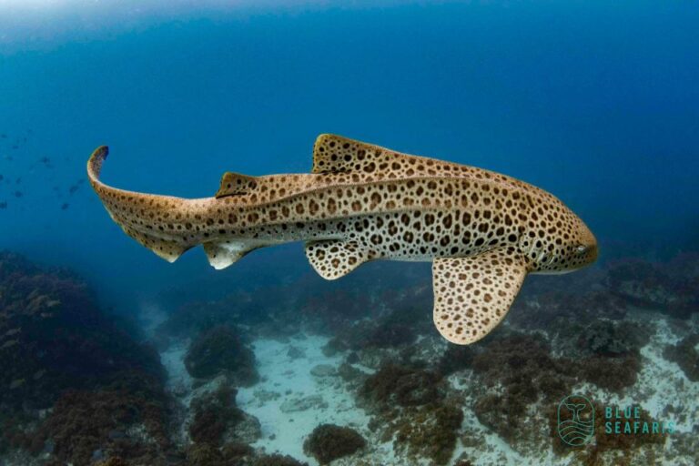 Gold Coast: Cook Island Snorkel Tour With Guide