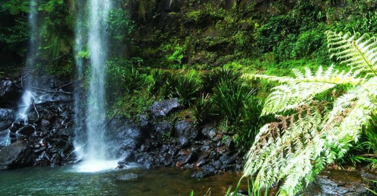 Gold Coast: Kangaroos, Rainforest & Waterfalls Experience