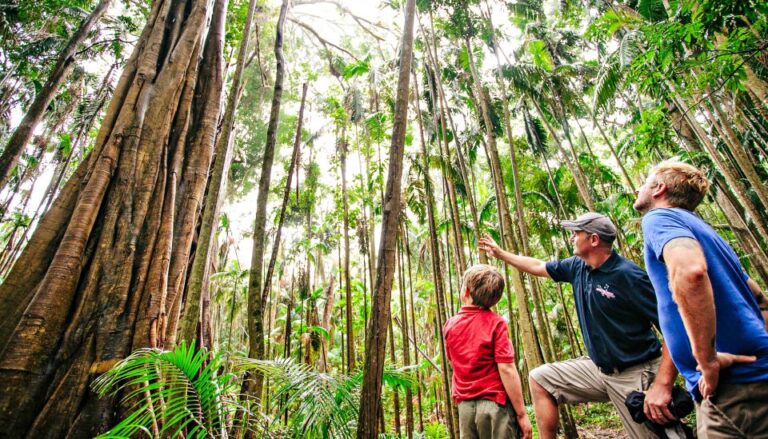 Gold Coast: Natural Bridge & Springbrook Waterfalls Tour