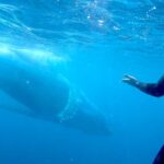1 gold coast swim with whales Gold Coast: Swim With Whales