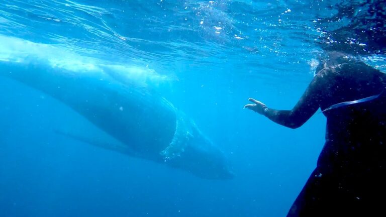 Gold Coast: Swim With Whales