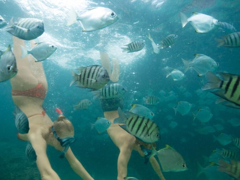 Gold Coast: Tangalooma Snorkel the Wrecks Cruise Transfers