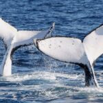 1 gold coast whale watching guided tour Gold Coast: Whale Watching Guided Tour