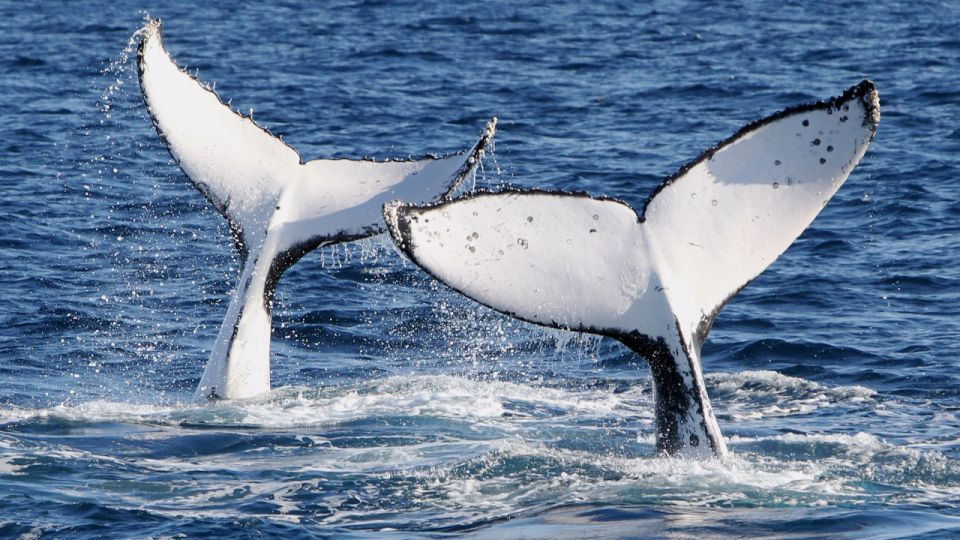 1 gold coast whale watching guided tour Gold Coast: Whale Watching Guided Tour