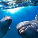 1 gran canaria dolphin and whale watching cruise Gran Canaria: Dolphin and Whale Watching Cruise