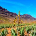 1 gran canaria highlights full day tour by bus Gran Canaria Highlights Full-Day Tour by Bus