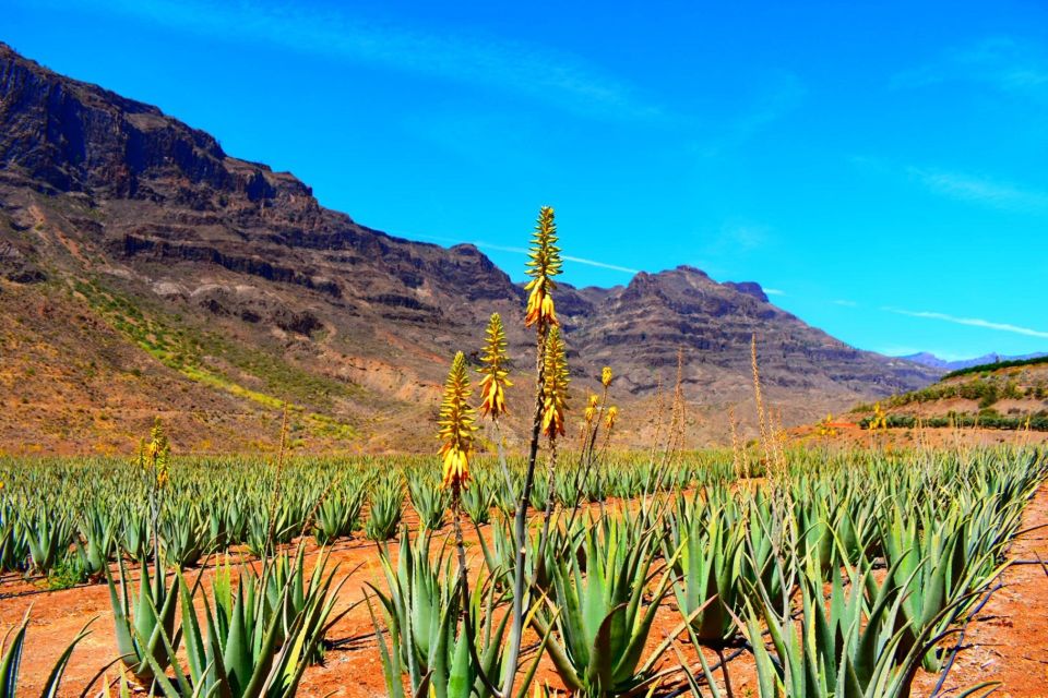 1 gran canaria highlights full day tour by bus Gran Canaria Highlights Full-Day Tour by Bus