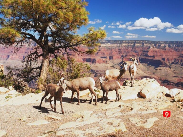 Grand Canyon South Rim: Self-Guided Audio Driving Tour