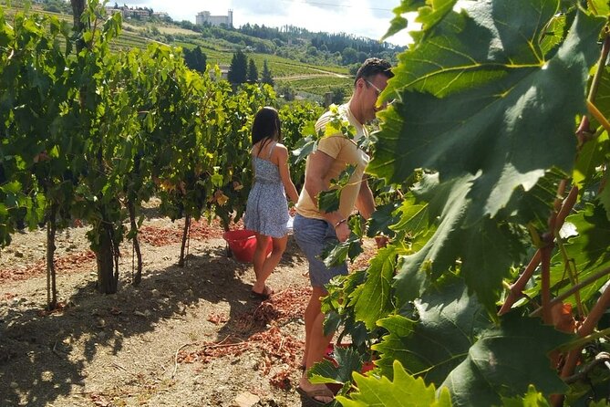 Grape Stomping and Wine Tasting in Tuscany